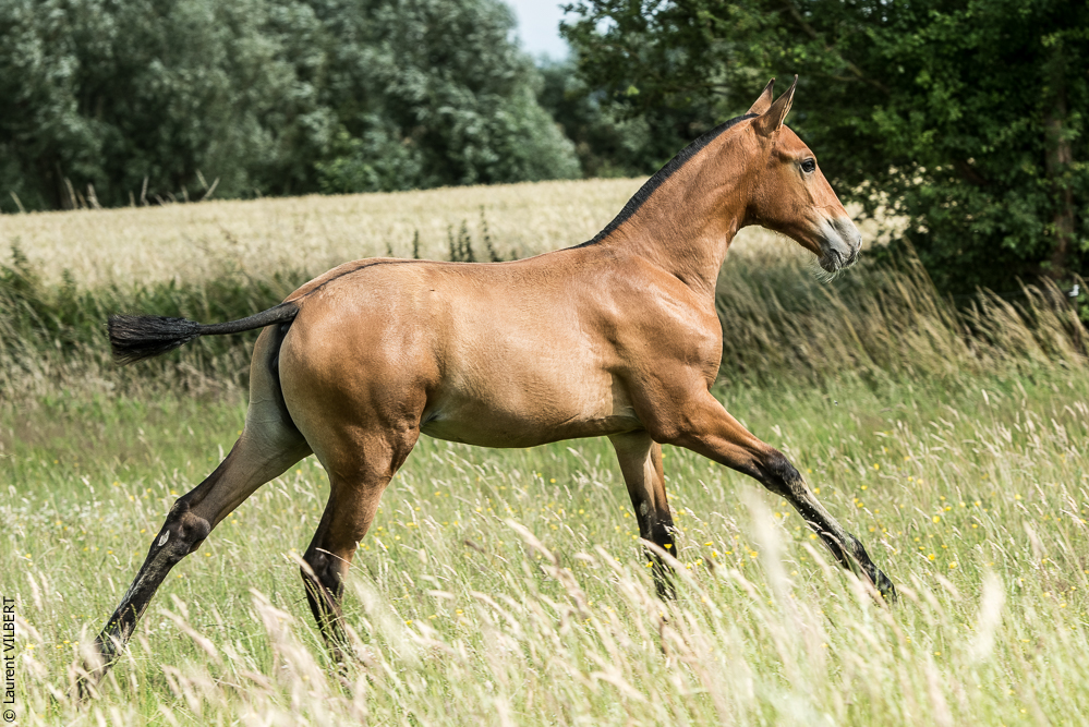 do Luar 20200705-0927