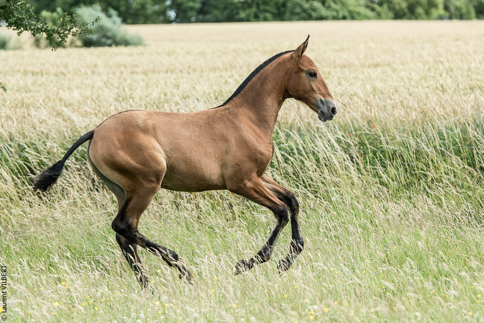 do Luar 20200705-0938
