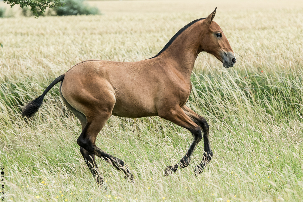 do Luar 20200705-0938