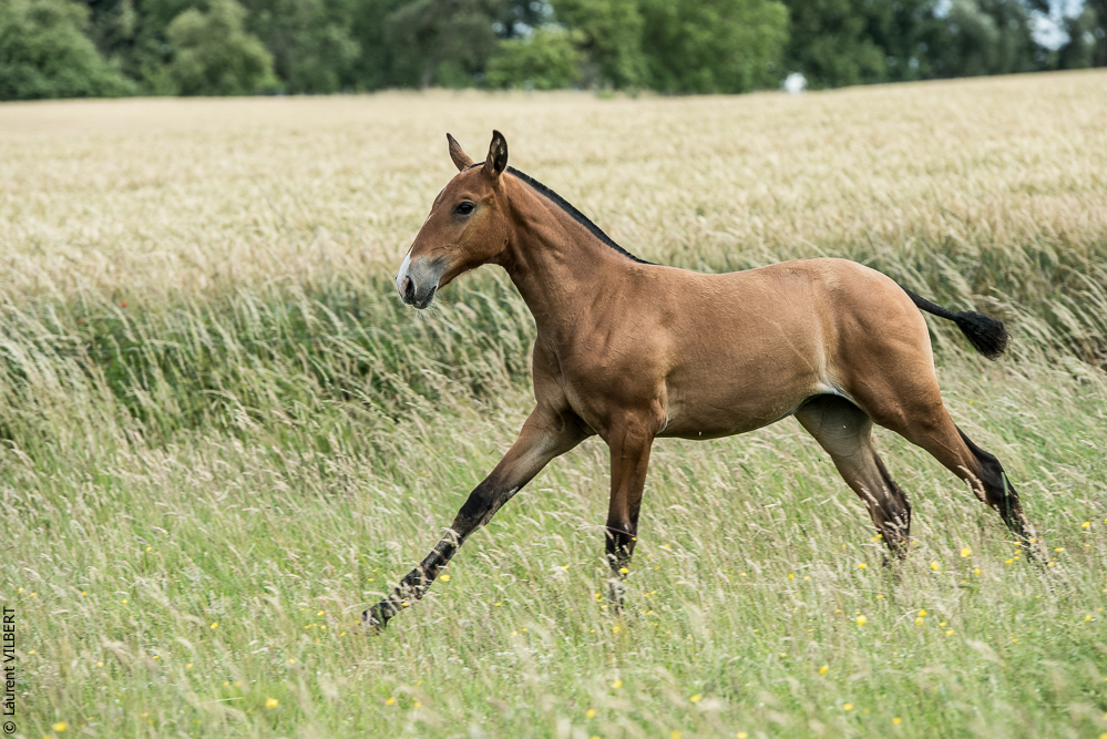 do Luar 20200705-0941
