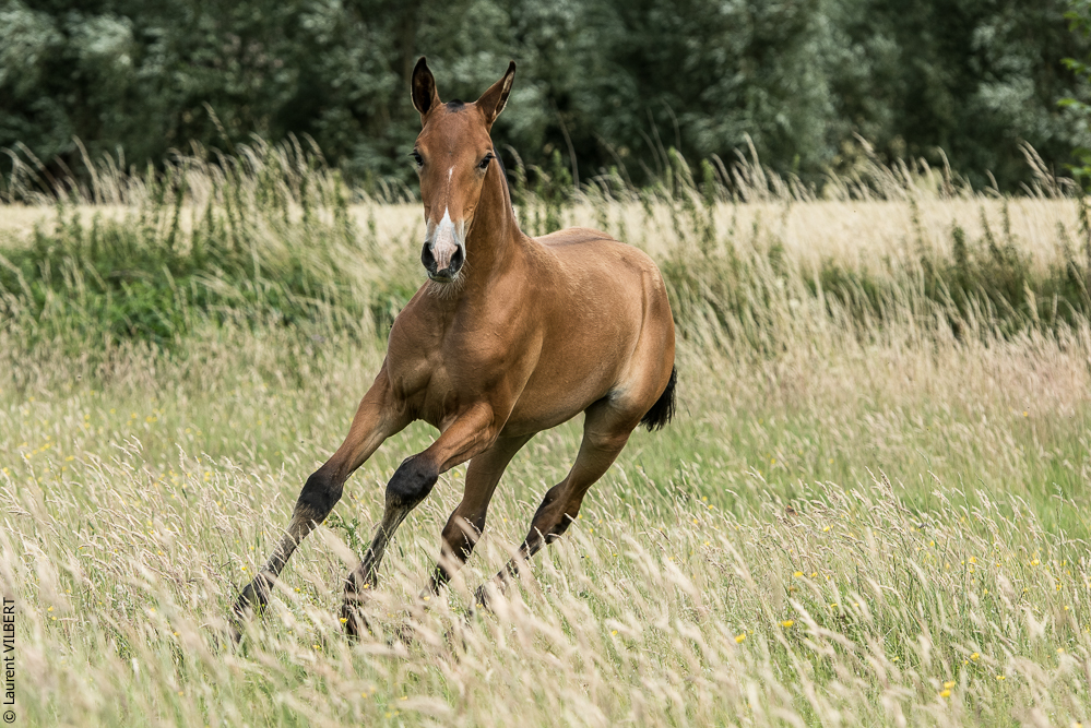 do Luar 20200705-0946