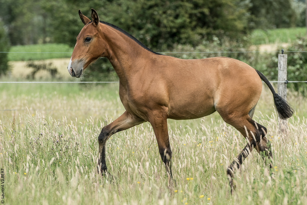 do Luar 20200705-0962