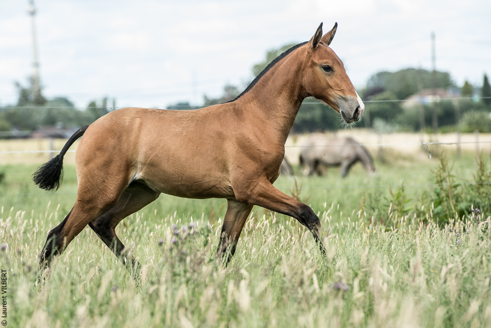 do Luar 20200705-0970