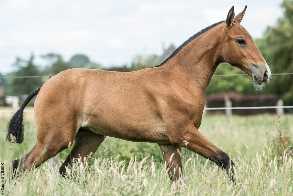 do Luar 20200705-0971