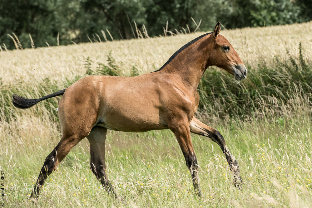 do Luar 20200705-0978