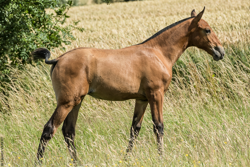 do Luar 20200705-0981