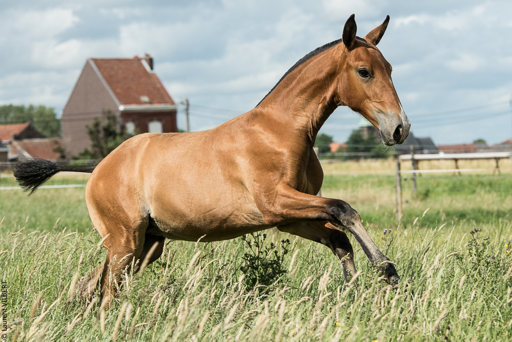 do Luar 20200705-0988