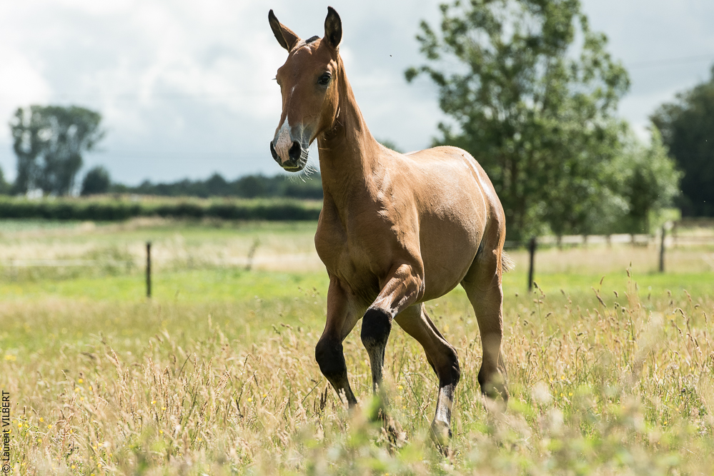 do Luar 20200705-0998