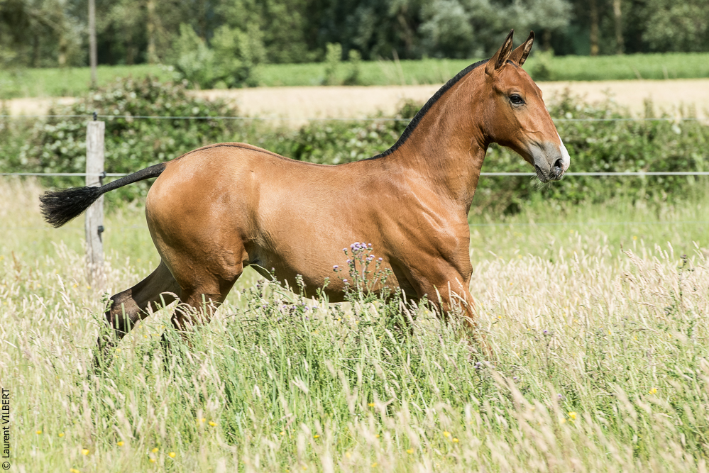 do Luar 20200705-1006