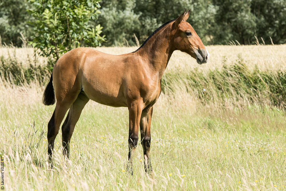 do Luar 20200705-1011