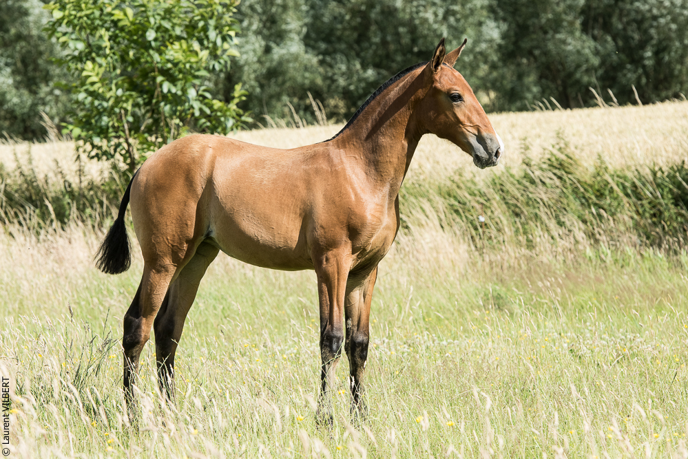 do Luar 20200705-1013