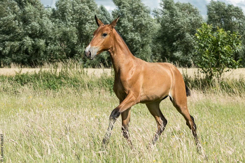 do Luar 20200705-1014