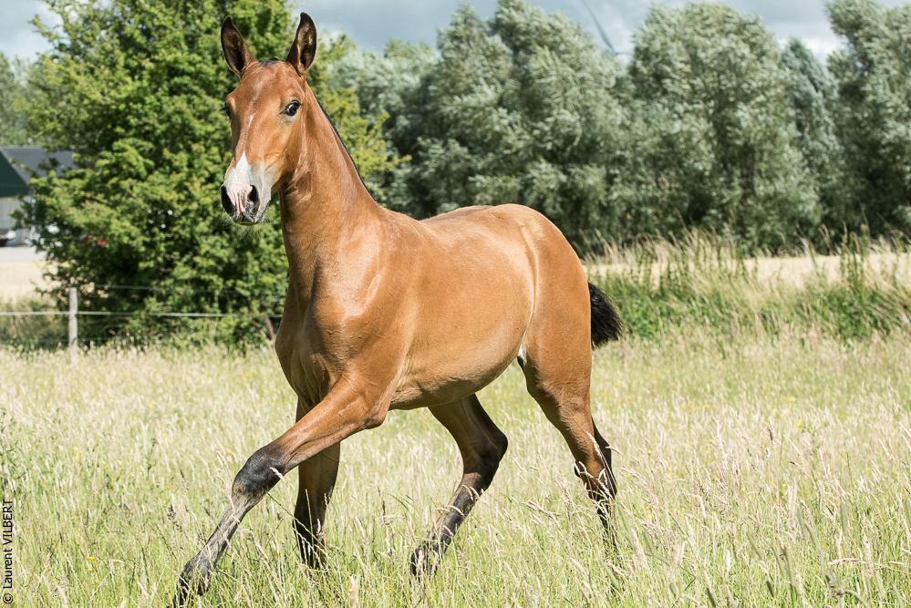 do Luar 20200705-1015