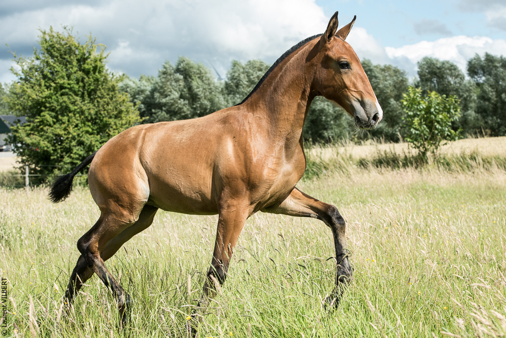 do Luar 20200705-1018