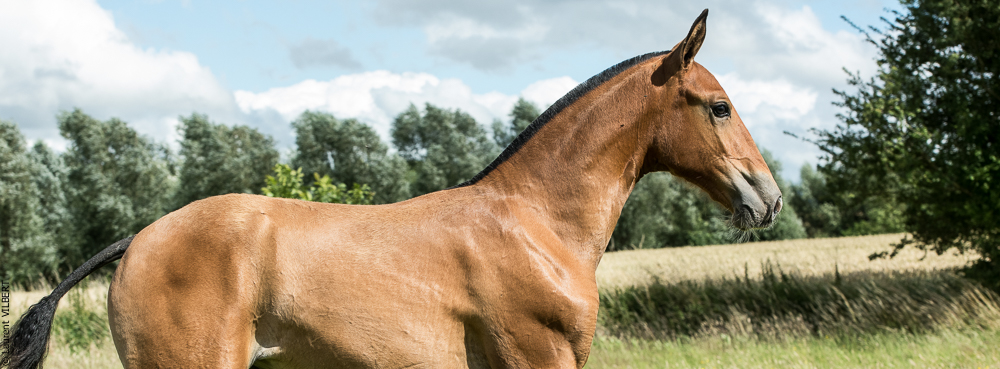 do Luar 20200705-1020