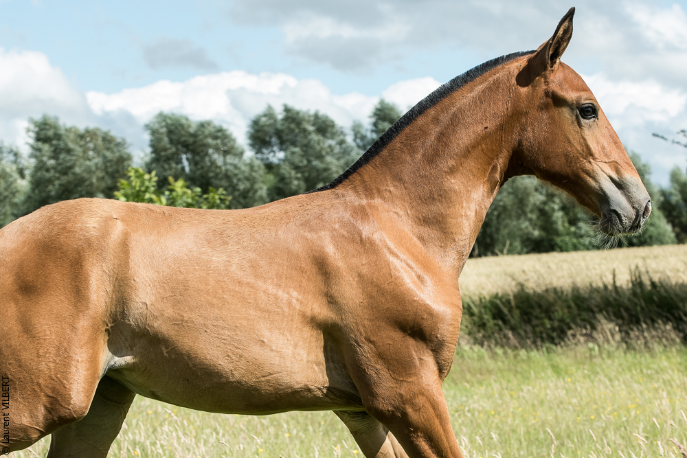 do Luar 20200705-1020