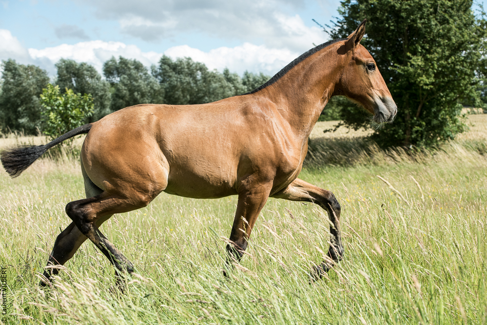 do Luar 20200705-1021