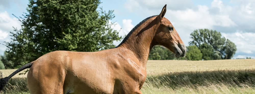 do Luar 20200705-1023