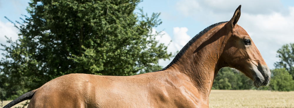 do Luar 20200705-1023