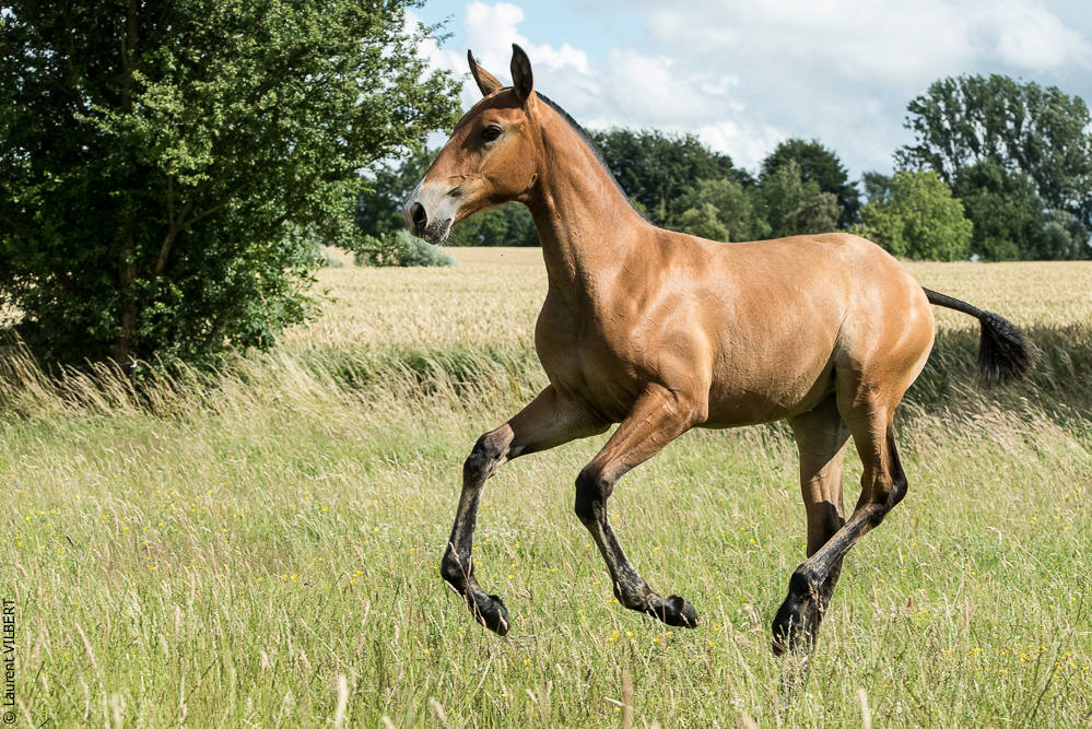 do Luar 20200705-1024