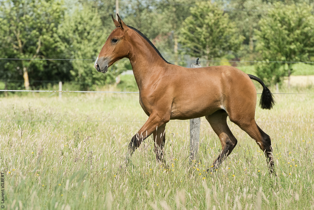 do Luar 20200705-1029