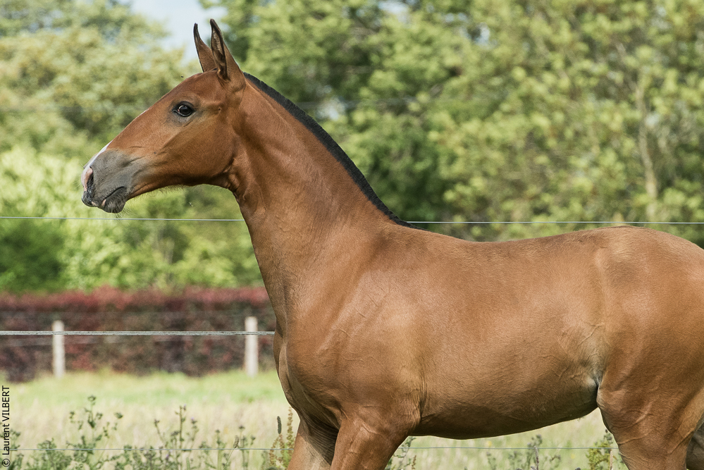 do Luar 20200705-1032