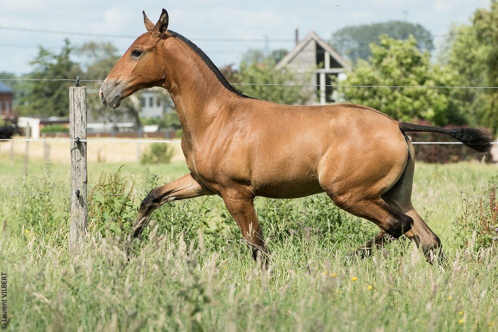 do Luar 20200705-1036