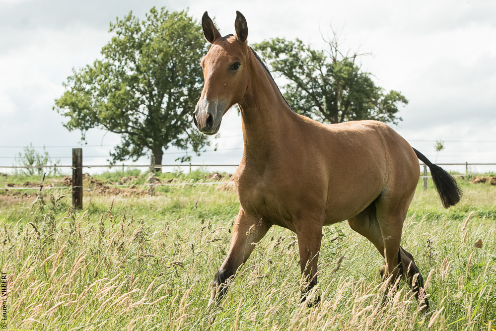 do Luar 20200705-1053