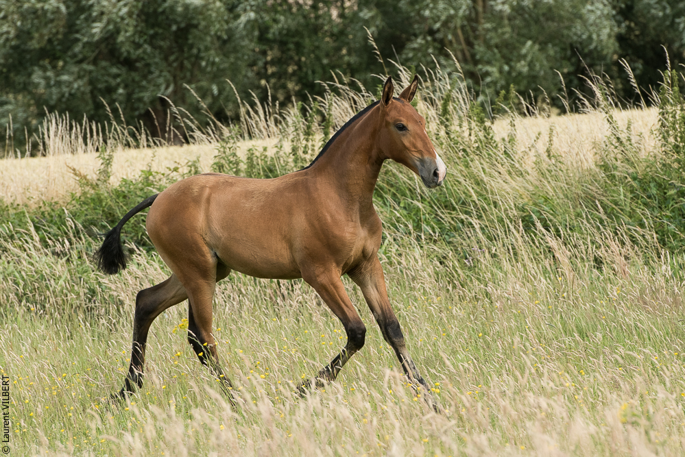 do Luar 20200705-1064