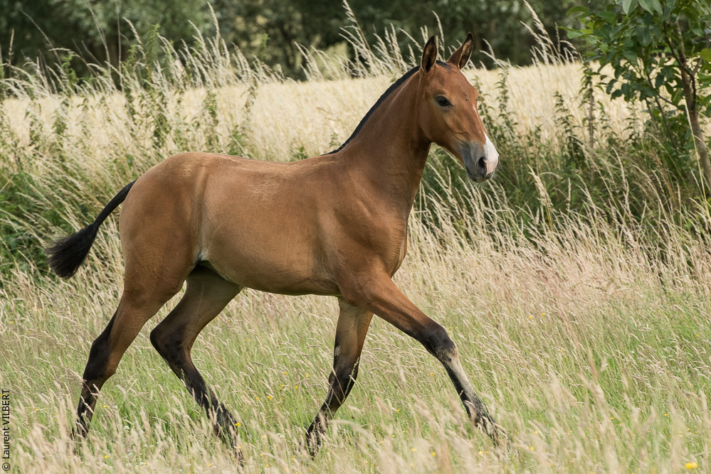 do Luar 20200705-1066