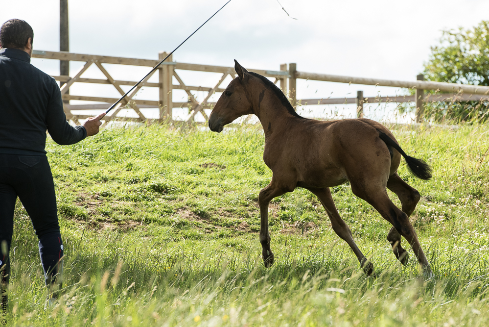 do Luar 20200705-1071