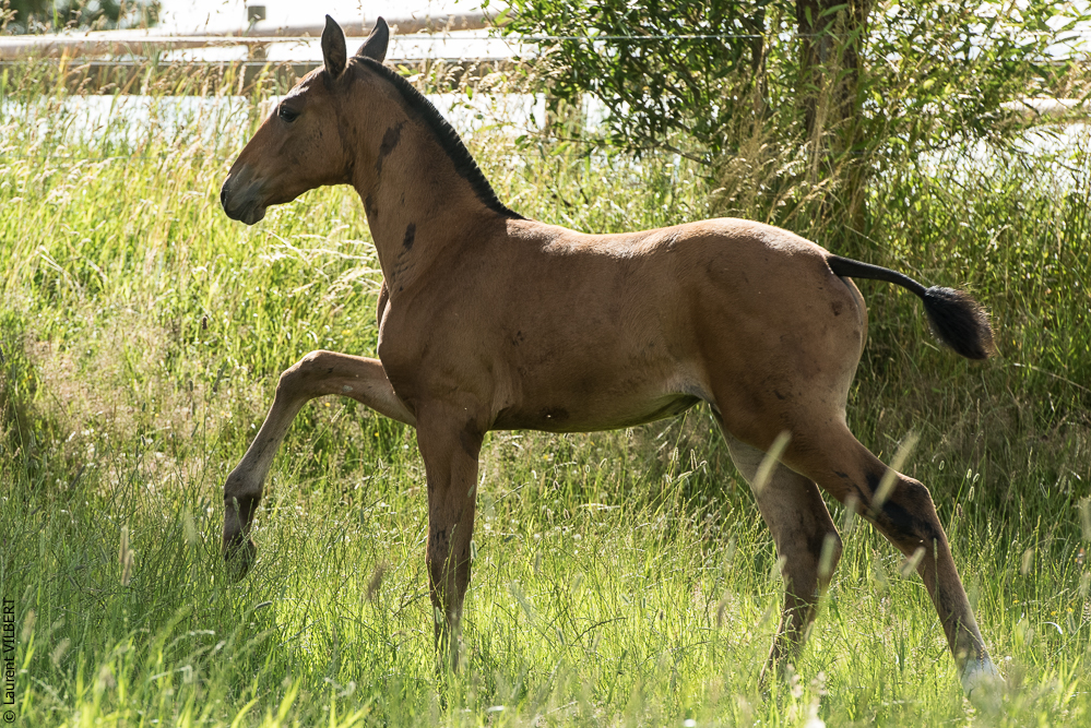 do Luar 20200705-1077