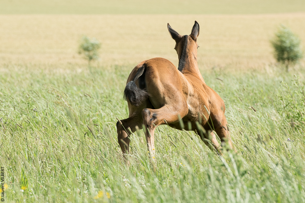 do Luar 20200705-1083
