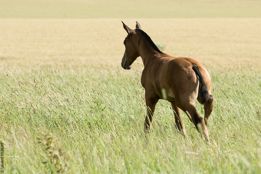 do Luar 20200705-1084