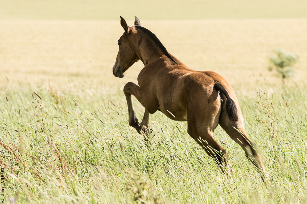 do Luar 20200705-1085