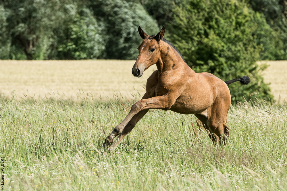 do Luar 20200705-1089