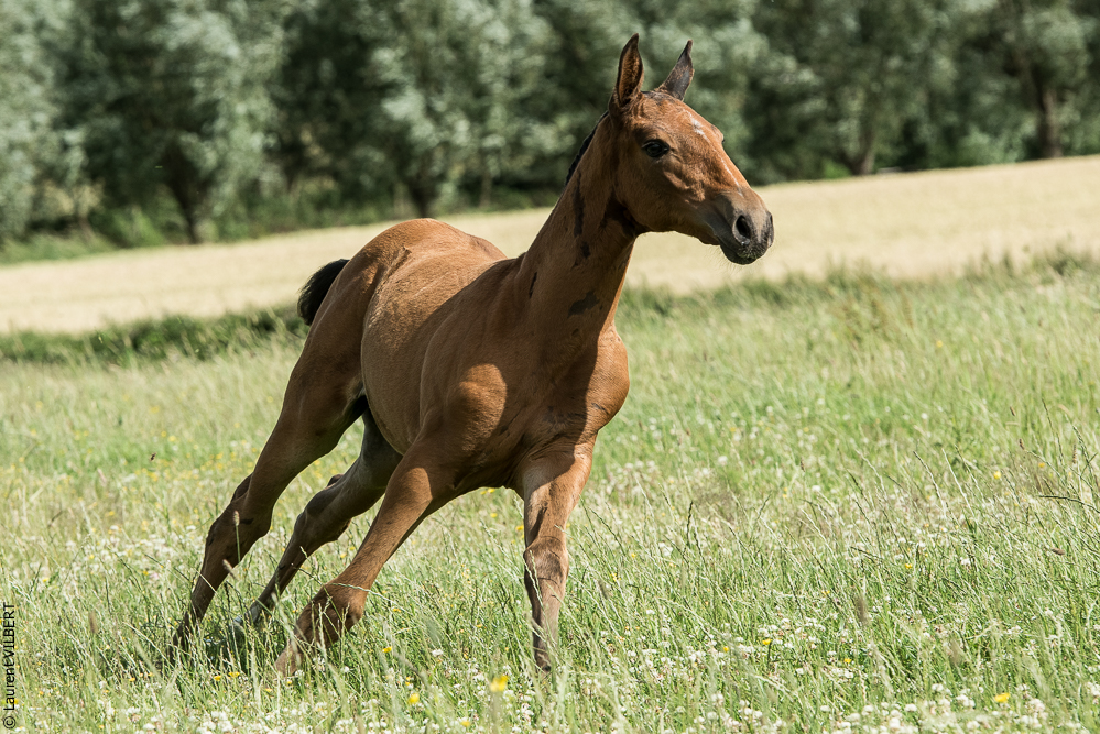do Luar 20200705-1093