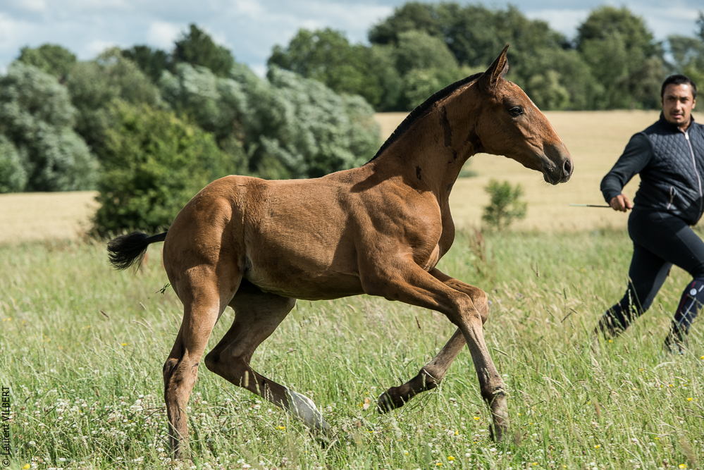 do Luar 20200705-1095