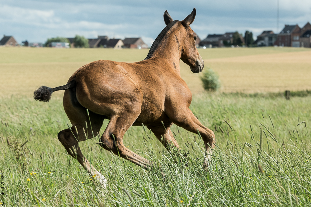 do Luar 20200705-1099