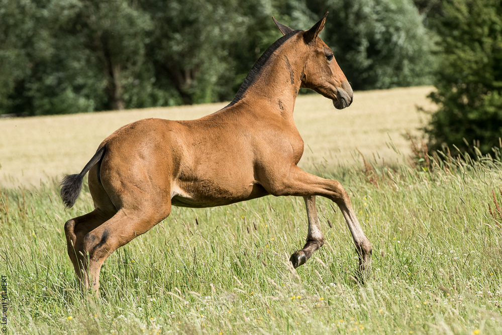 do Luar 20200705-1106