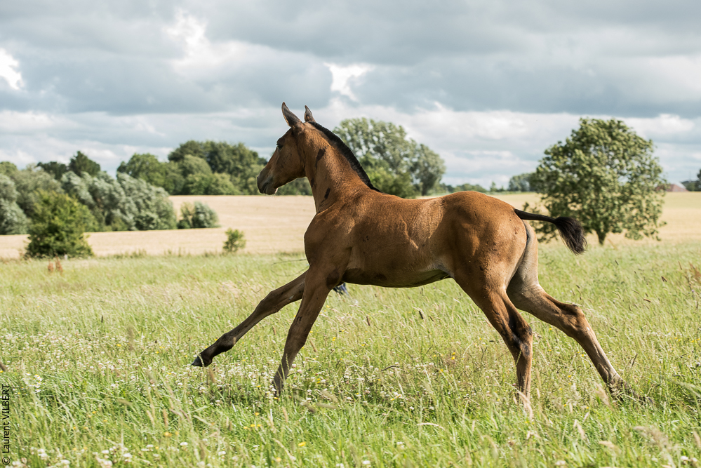 do Luar 20200705-1125