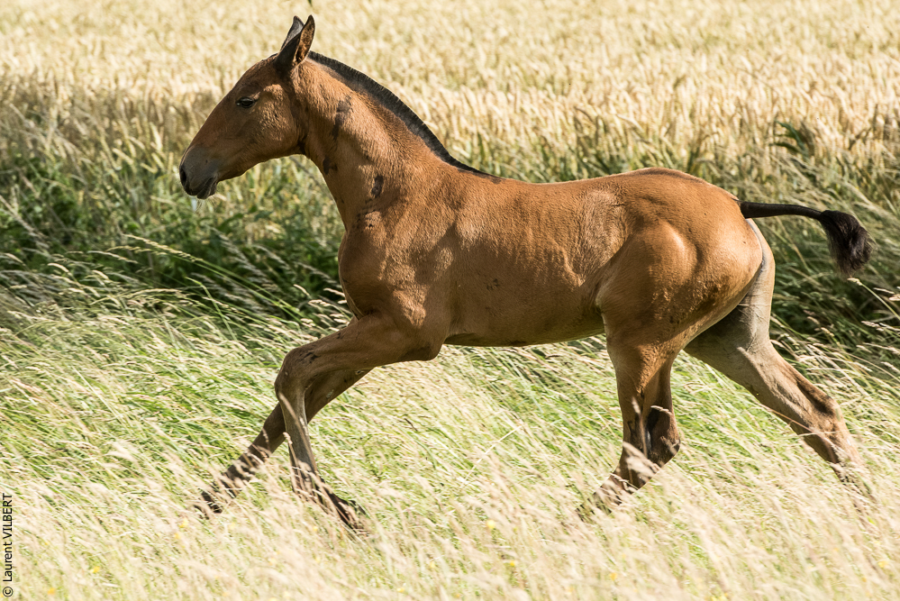 do Luar 20200705-1136