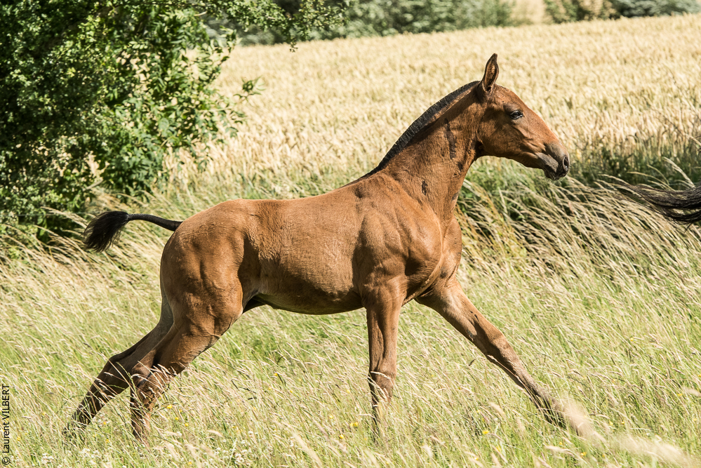 do Luar 20200705-1140