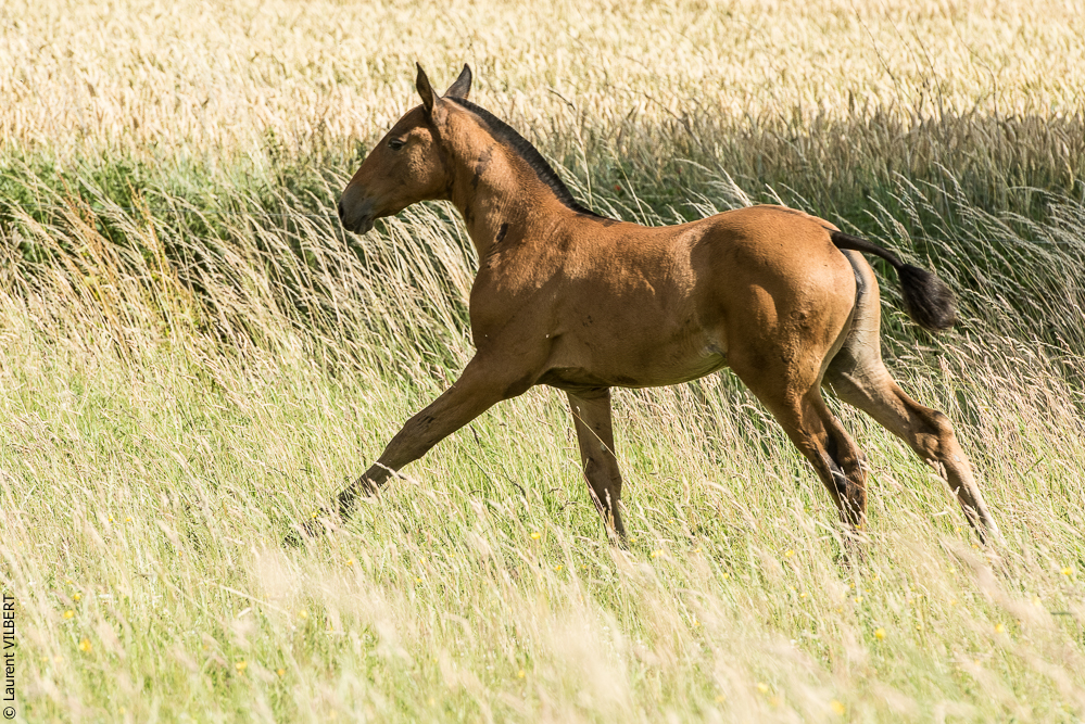 do Luar 20200705-1143