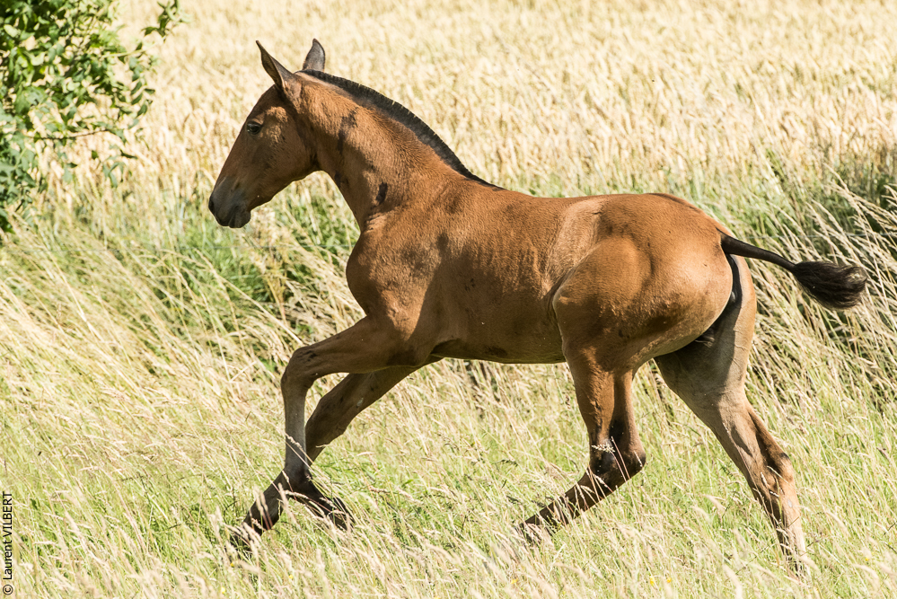 do Luar 20200705-1145