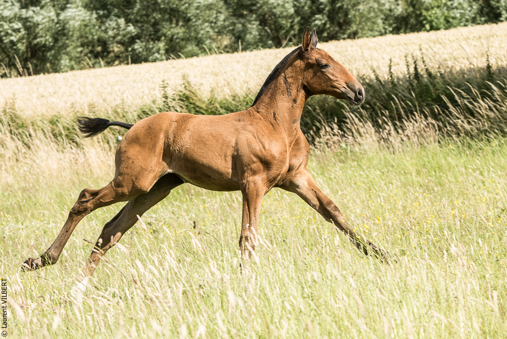 do Luar 20200705-1146