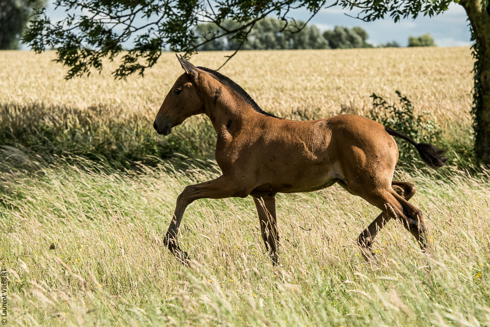 do Luar 20200705-1155