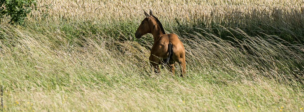 do Luar 20200705-1175