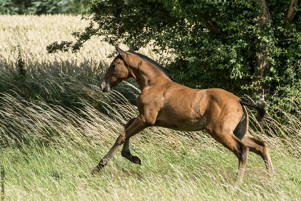 do Luar 20200705-1179