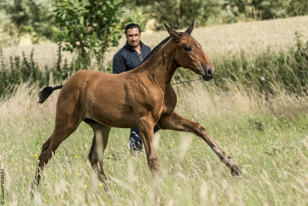 do Luar 20200705-1185